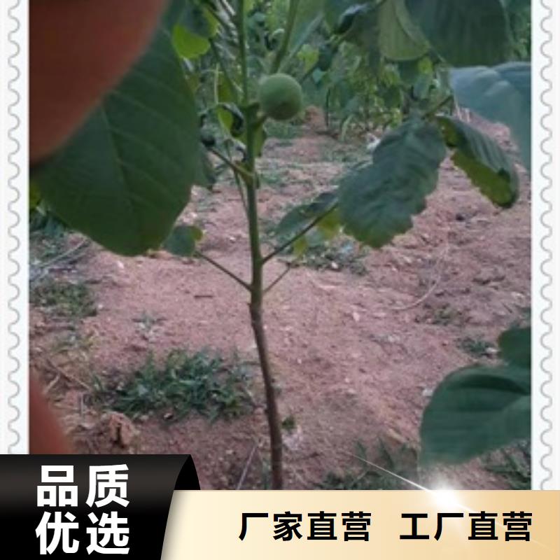 核桃苗-苹果苗选择我们没错
