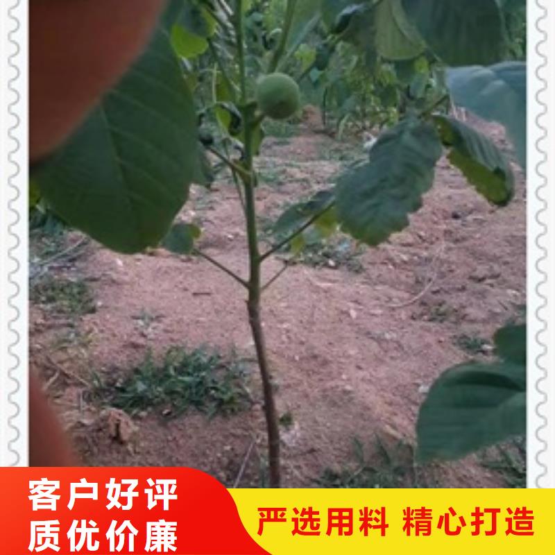 核桃苗梨树苗按需定制