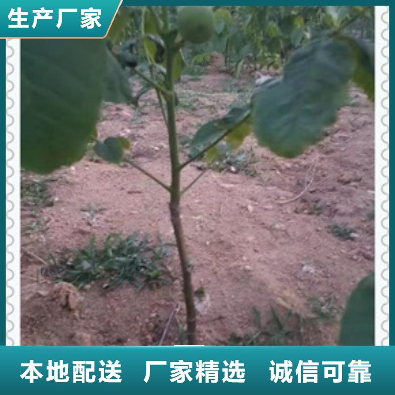 核桃苗-蓝莓苗实力商家供货稳定