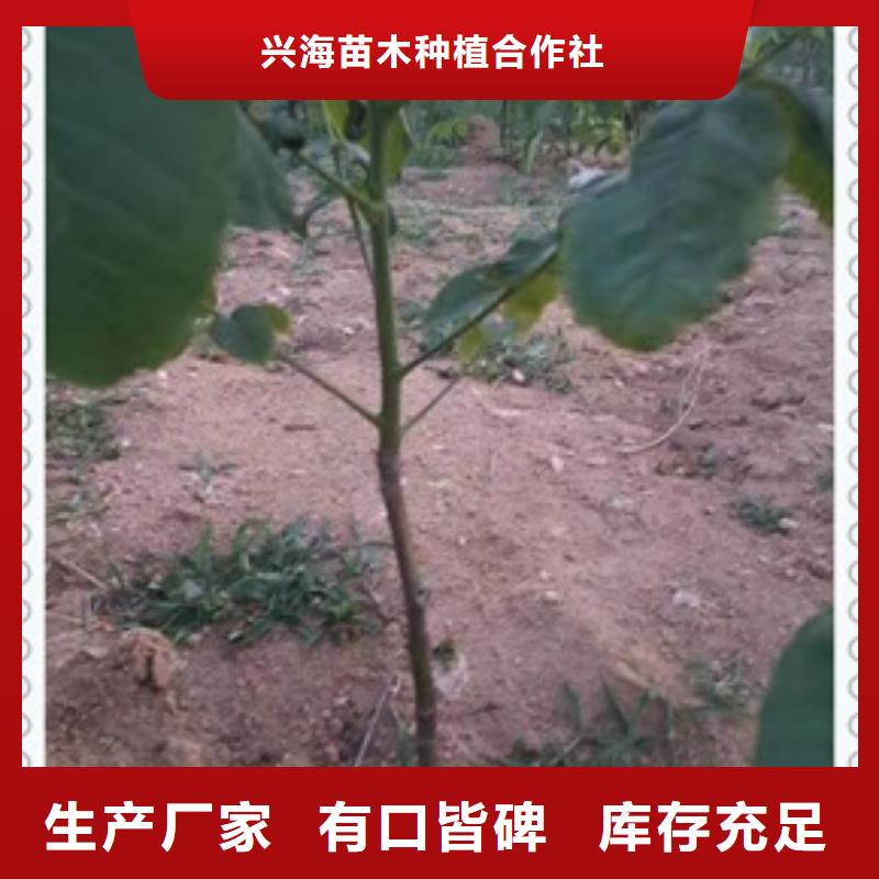 核桃苗李子苗生产安装