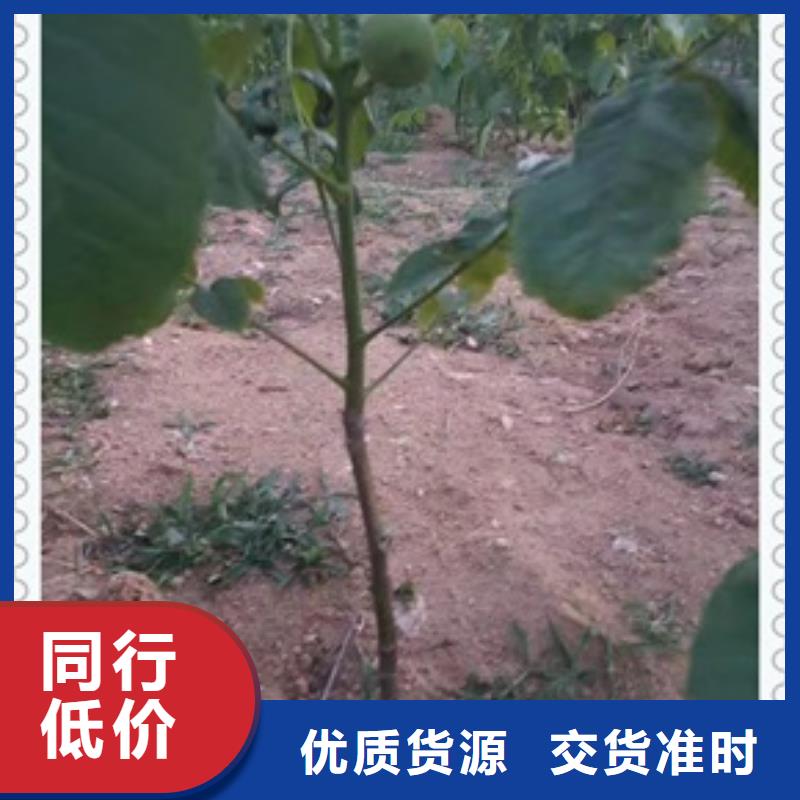 核桃苗-李子苗工厂直销