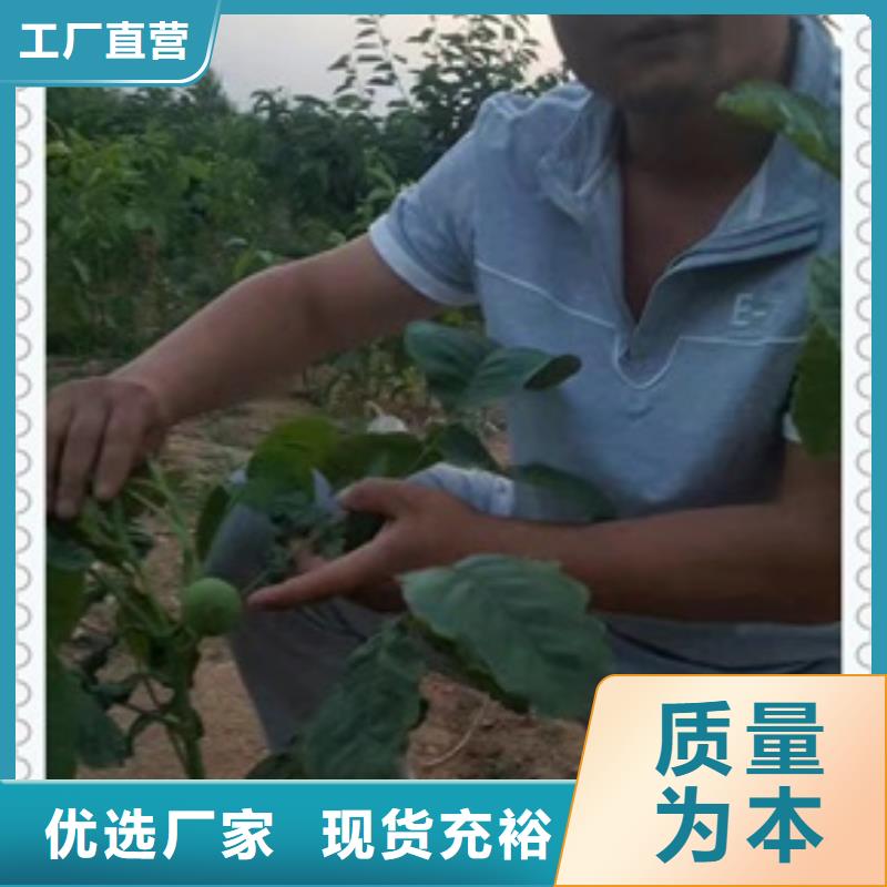 核桃苗蓝莓苗质检合格出厂