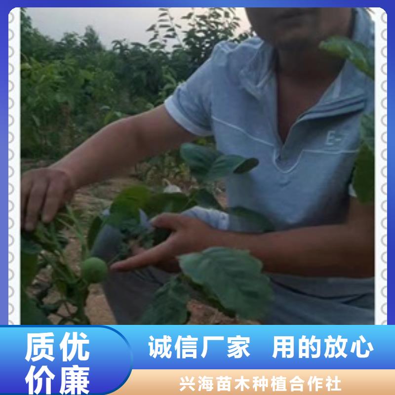 核桃苗_花椒苗源头厂家量大价优