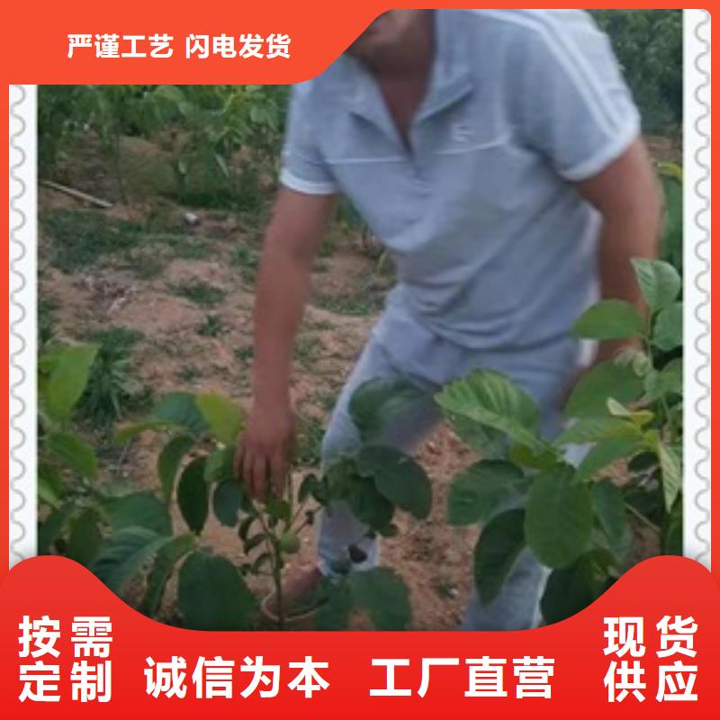 核桃苗【花椒苗】精工打造