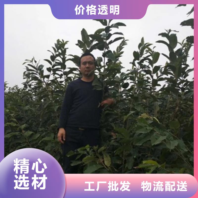 板栗苗_梨树苗厂家大量现货