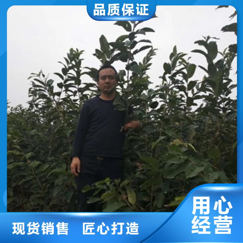 板栗苗核桃苗物流配货上门