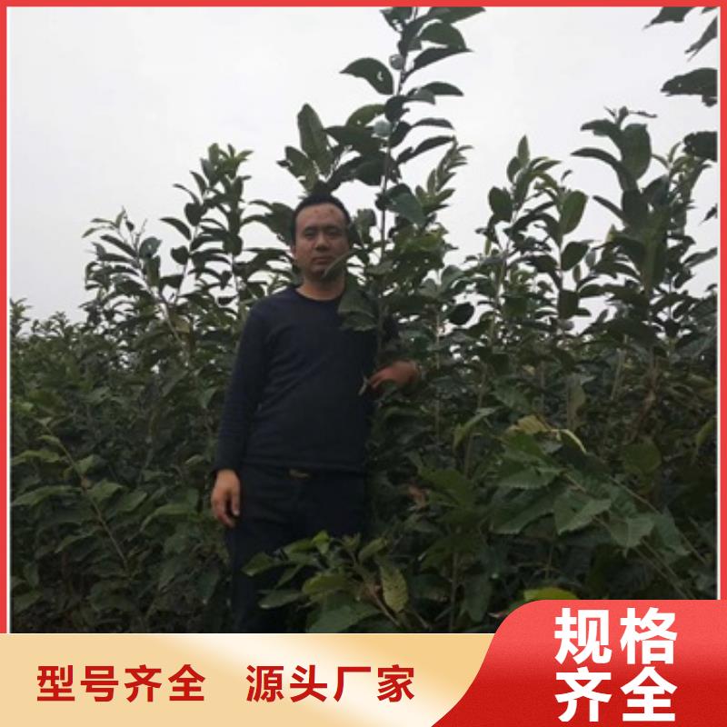 板栗苗核桃苗种类多质量好