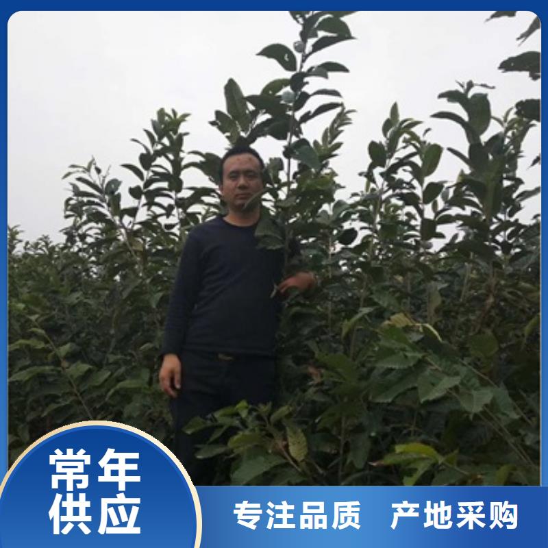 板栗苗【花椒苗】厂家直销供货稳定