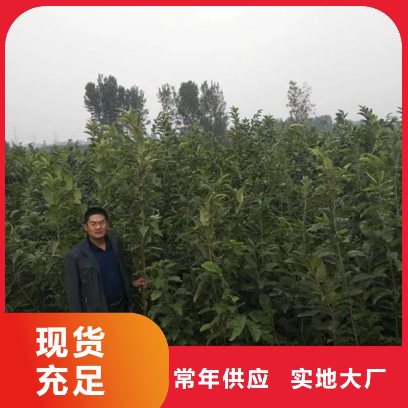 板栗苗好货采购
