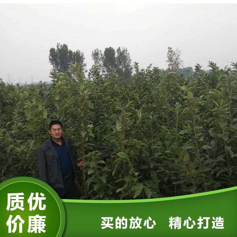 板栗苗【花椒苗】厂家直销供货稳定