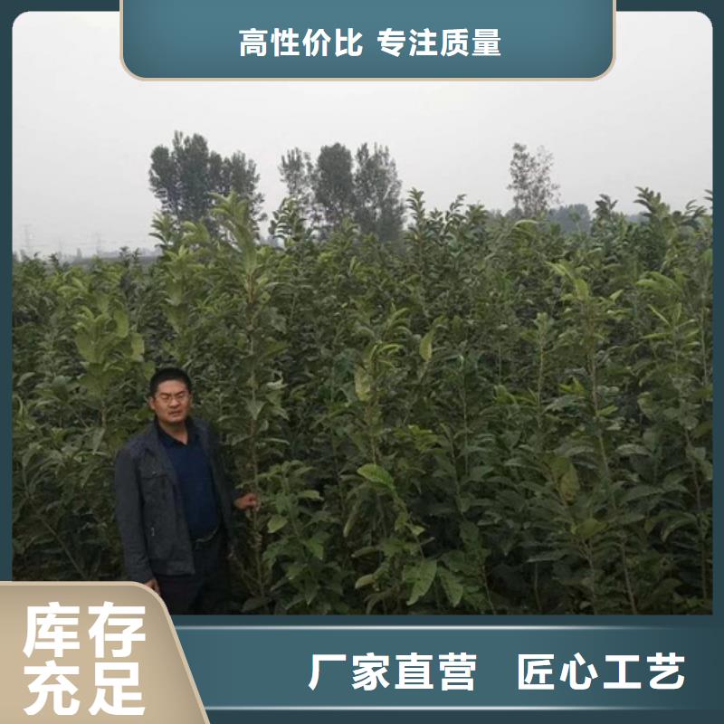 板栗苗_梨树苗厂家大量现货