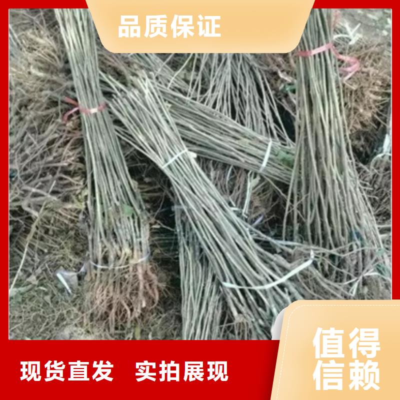 板栗苗诚信经营质量保证