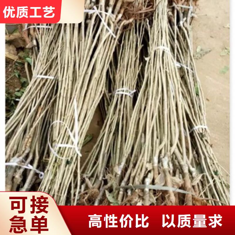 板栗苗 花椒苗匠心制造
