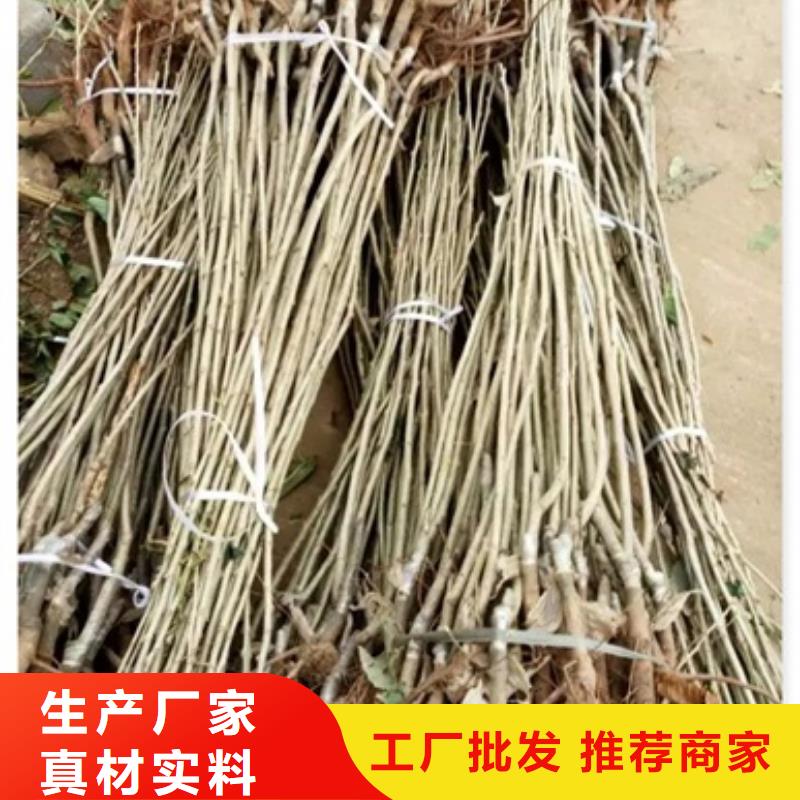 板栗苗【花椒苗】厂家直销供货稳定