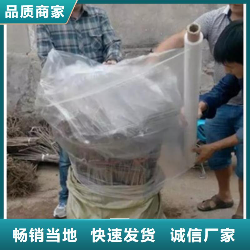 板栗苗好货采购