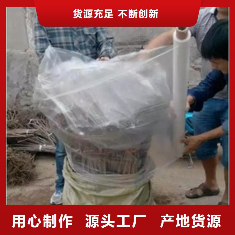 板栗苗_梨树苗厂家大量现货