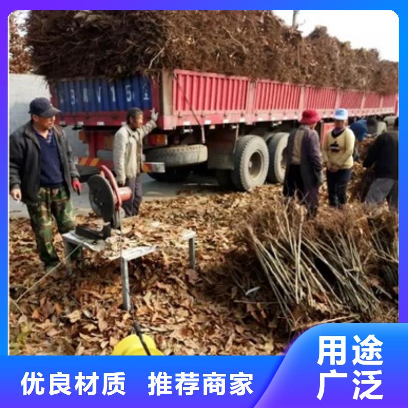 板栗苗梨树苗甄选好物