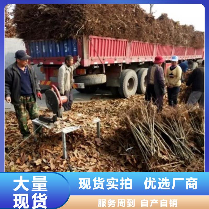板栗苗花椒苗就近发货