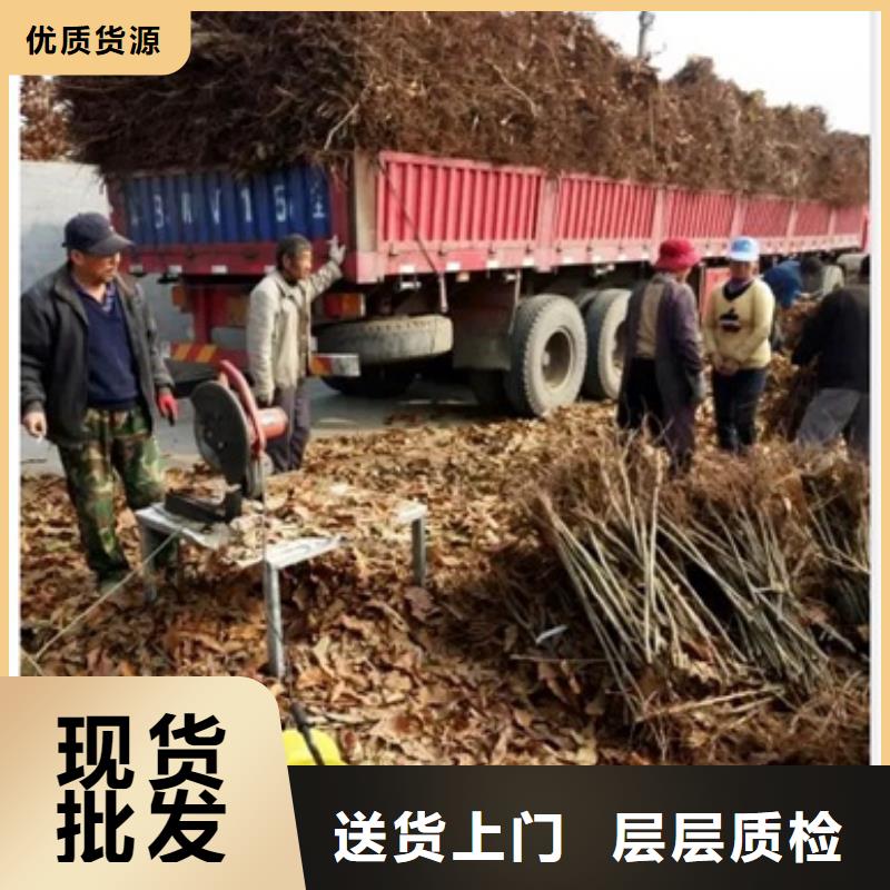 板栗苗好货采购