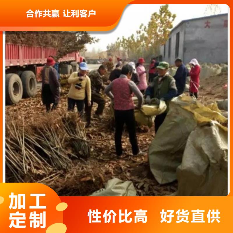 板栗苗现货直供