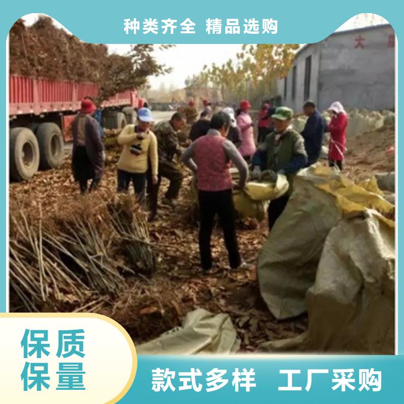 板栗苗_【核桃苗】全新升级品质保障