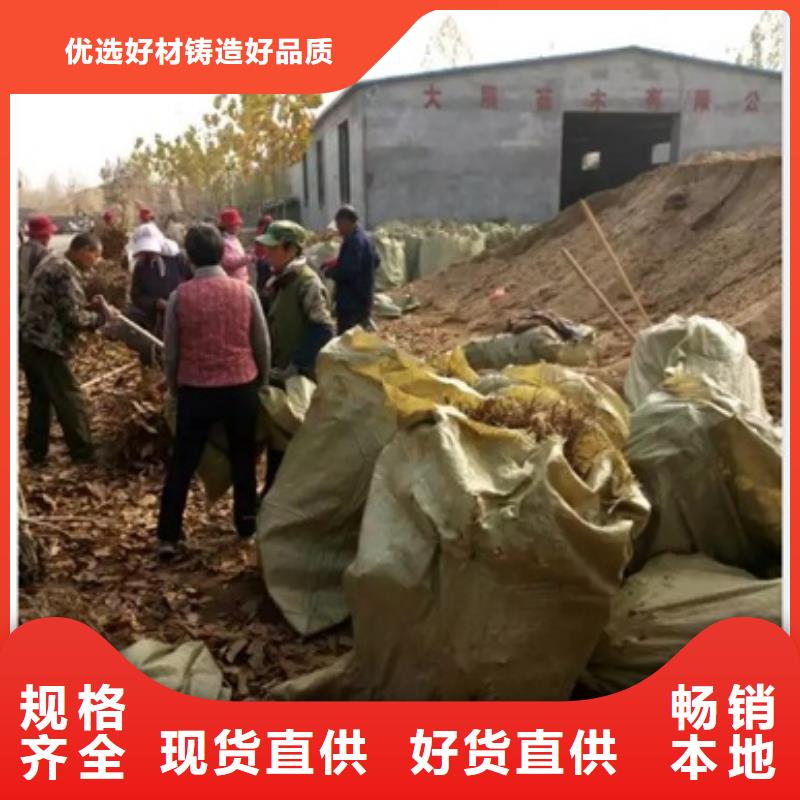 板栗苗【花椒苗】厂家直销供货稳定
