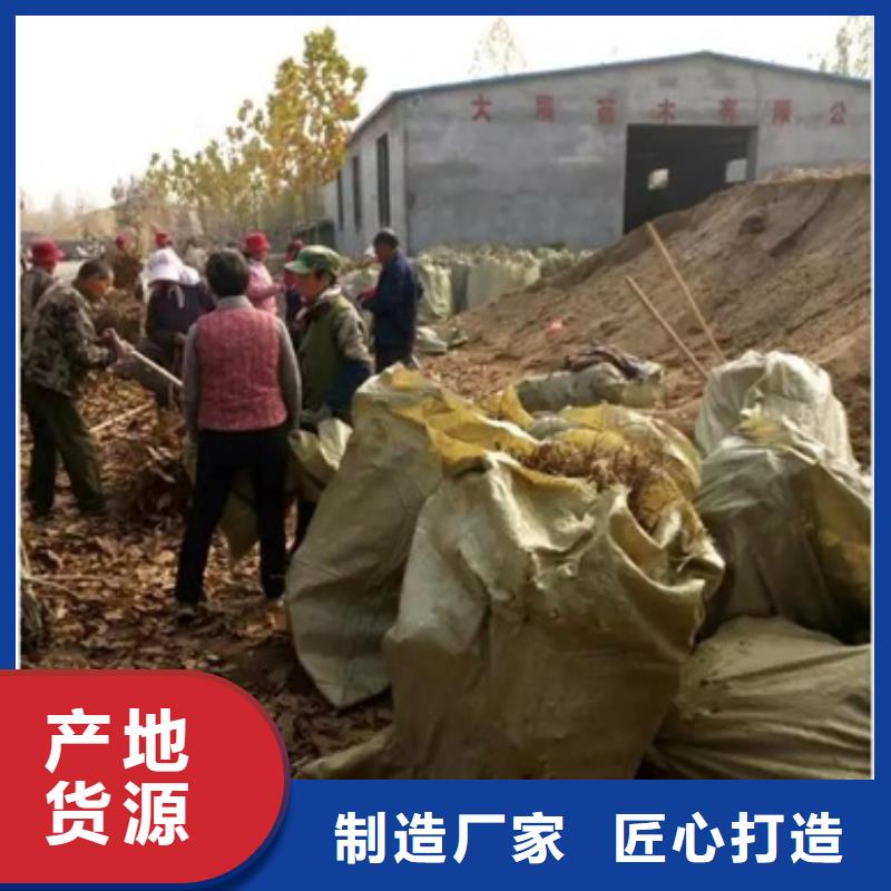 板栗苗核桃苗物流配货上门