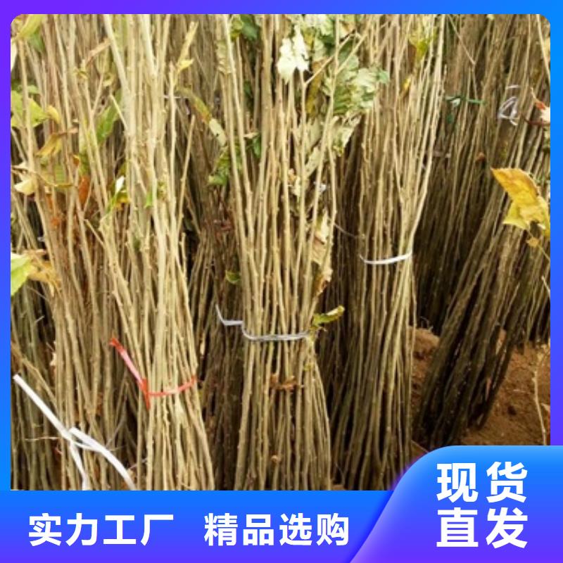 板栗苗核桃苗物流配货上门
