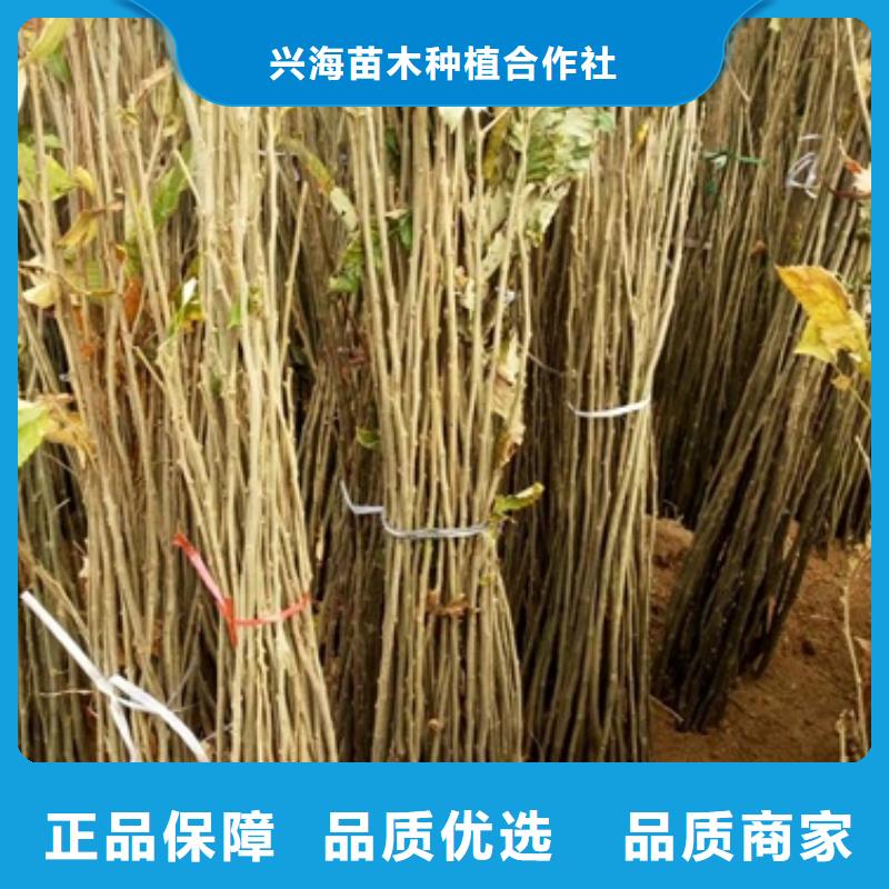板栗苗梨树苗种类齐全