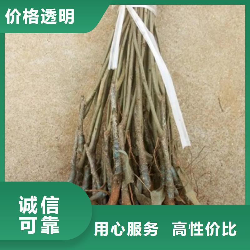 板栗苗核桃苗物流配货上门