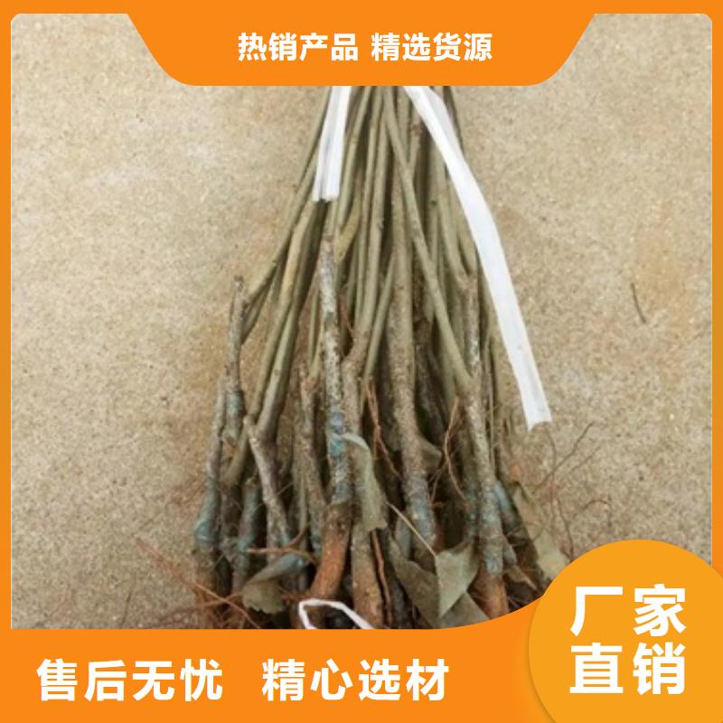 板栗苗花椒苗质检严格放心品质