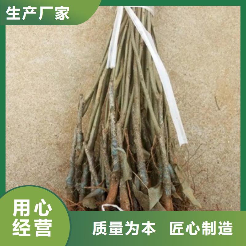 板栗苗梨树苗种类齐全