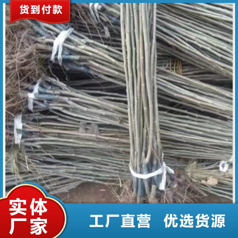 板栗苗好货采购