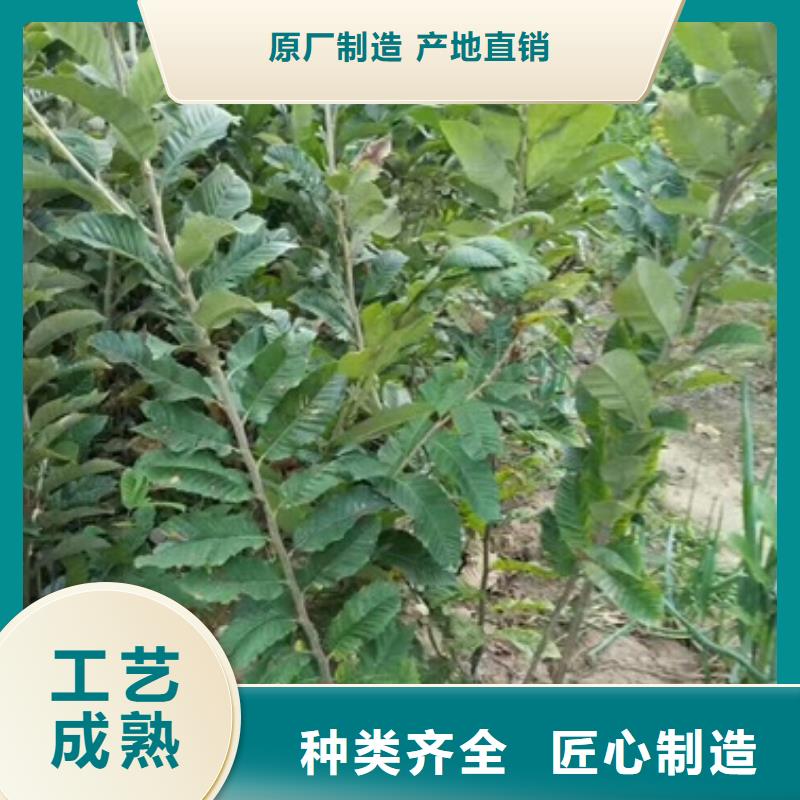 板栗苗【花椒苗】厂家直销供货稳定