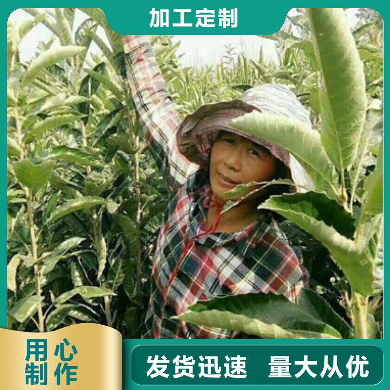 【板栗苗核桃苗品质保障价格合理】