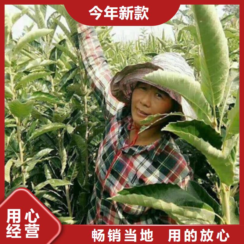 板栗苗花椒苗现货直发