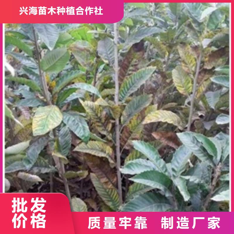板栗苗_梨树苗应用范围广泛