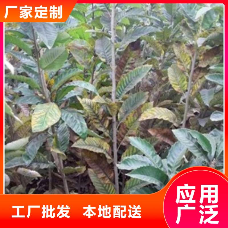 板栗苗_【核桃苗】全新升级品质保障