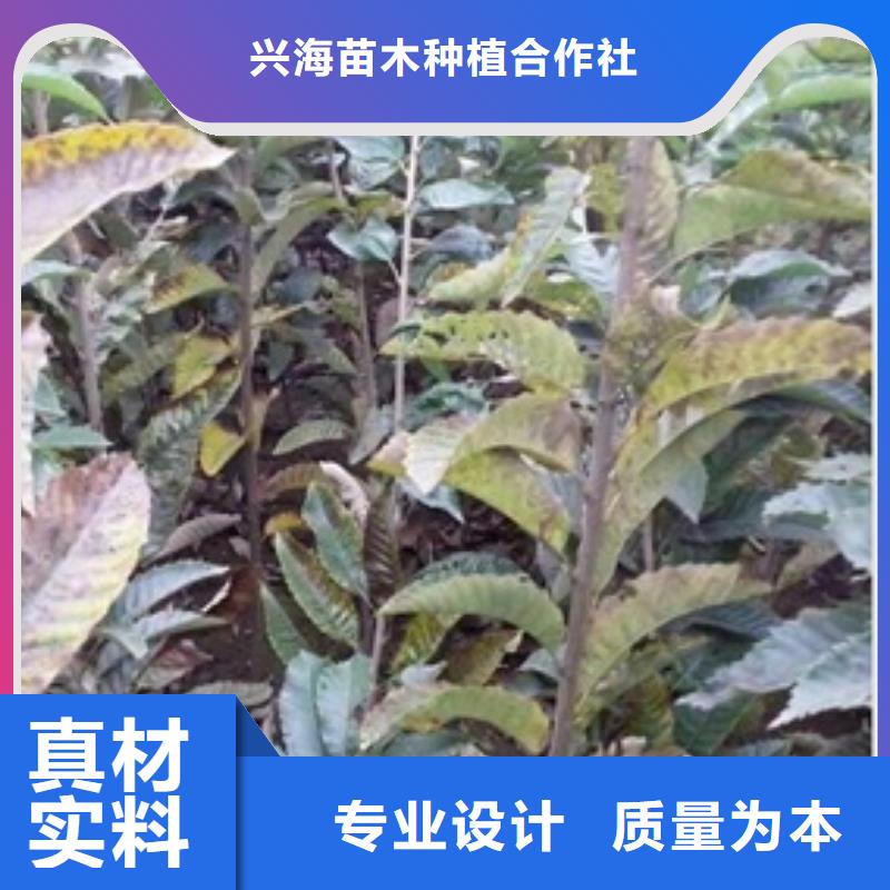 【板栗苗,桃树苗质量无忧】