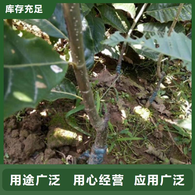板栗苗好货采购
