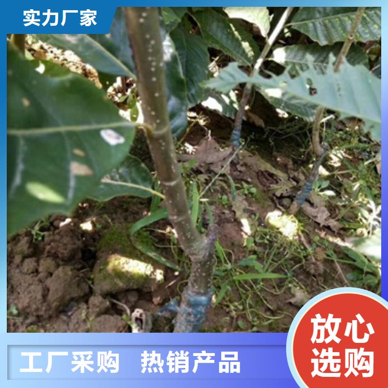 板栗苗【山楂苗】省心又省钱