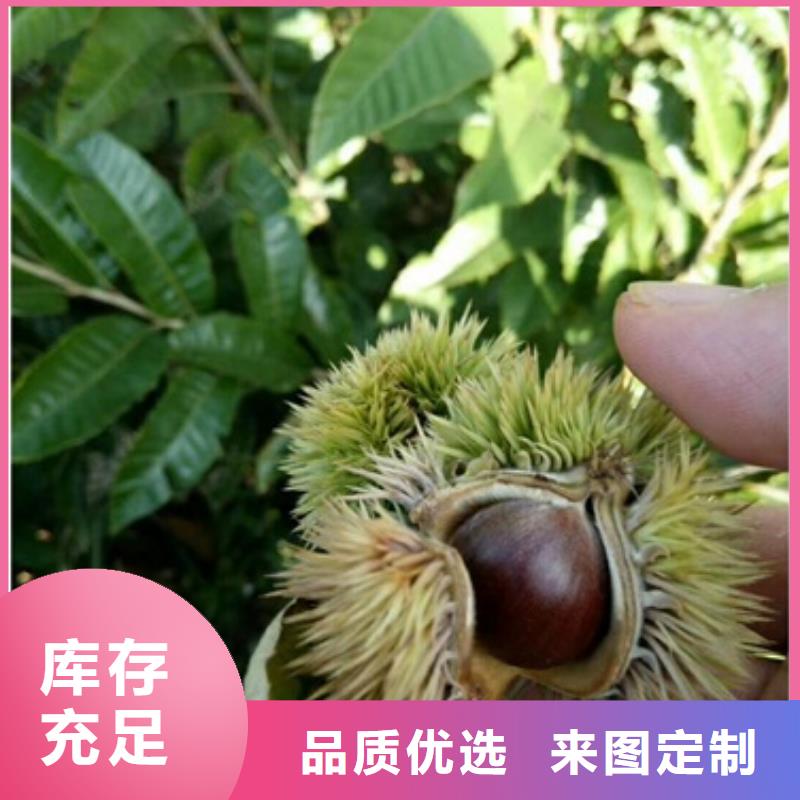 板栗苗_梨树苗应用范围广泛