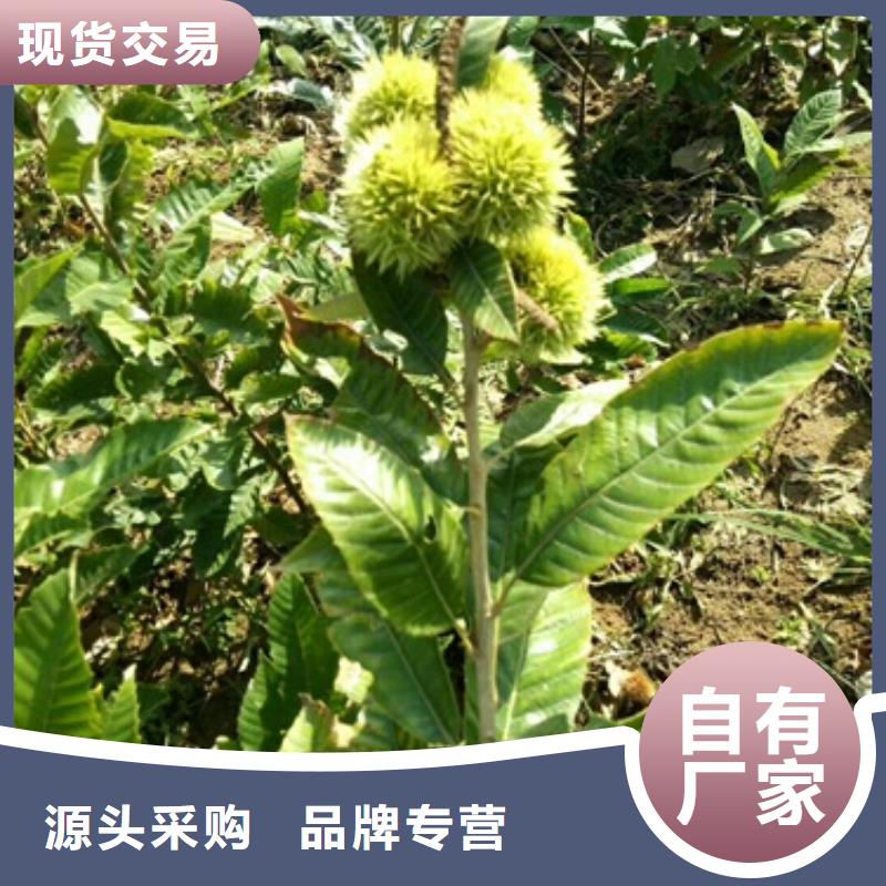 板栗苗山楂苗批发商