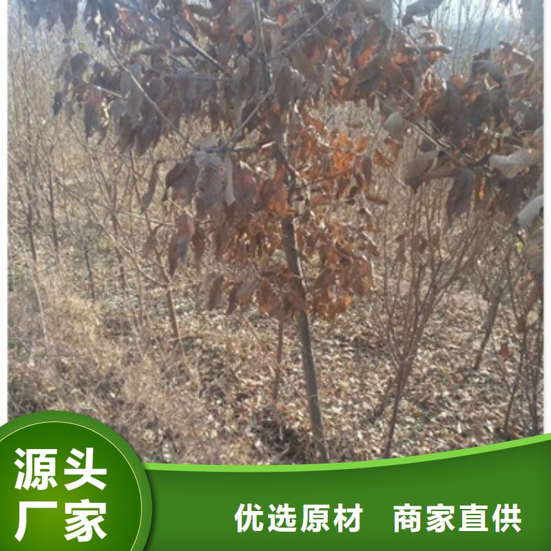 板栗苗梨树苗甄选好物