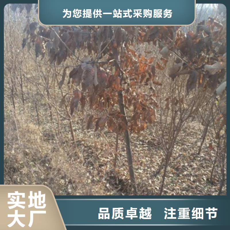 板栗苗蓝莓苗一对一为您服务