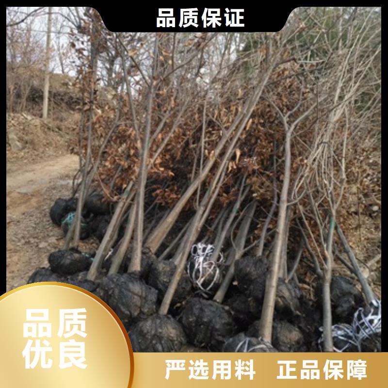 板栗苗批发价格