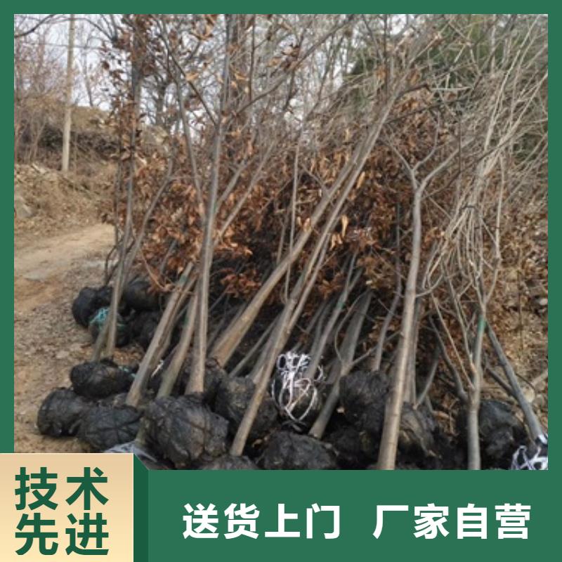 板栗苗核桃苗物流配货上门