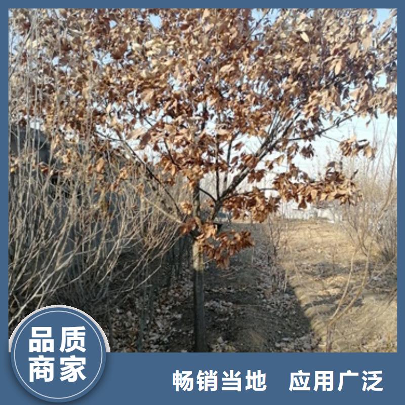 板栗苗山楂苗精选厂家好货