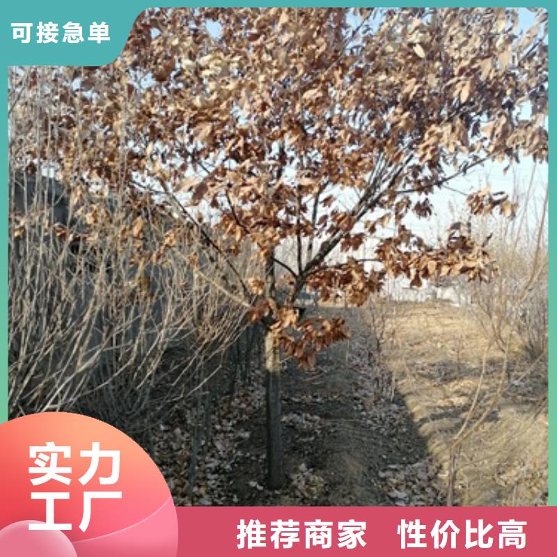 板栗苗核桃苗物流配货上门