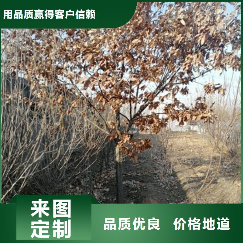 板栗苗花椒苗现货直发